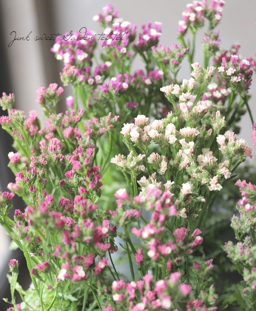 矮性スターチス 『ピッコロ』 お色おまかせ | すべての商品 | | Junk