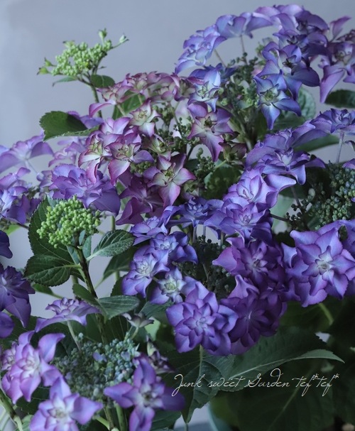 紫陽花 カサノバ すべての商品 Junk sweet Garden tef tef