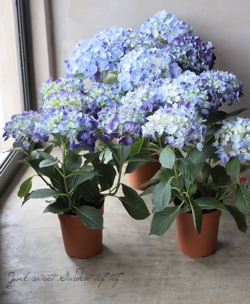 G アンティーク紫陽花 水色の恋 変わり種mix 厳選品 すべての商品 Junk Sweet Garden Tef Tef
