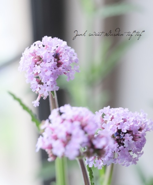 �С��٥� �إ�ƥ����륷����