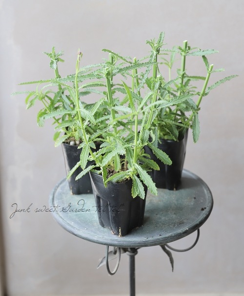 バーベナ メテオールシャワー すべての商品 Junk Sweet Garden Tef Tef