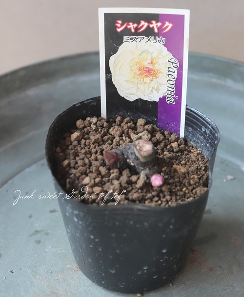 半八重咲き芍薬 『ミスアメリカ』植え込み用苗 | 花苗 | | Junk sweet