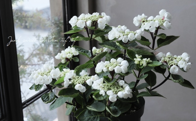 アジサイ：チョコシックホワイト7号鉢植え の通販 | 園芸ネット
