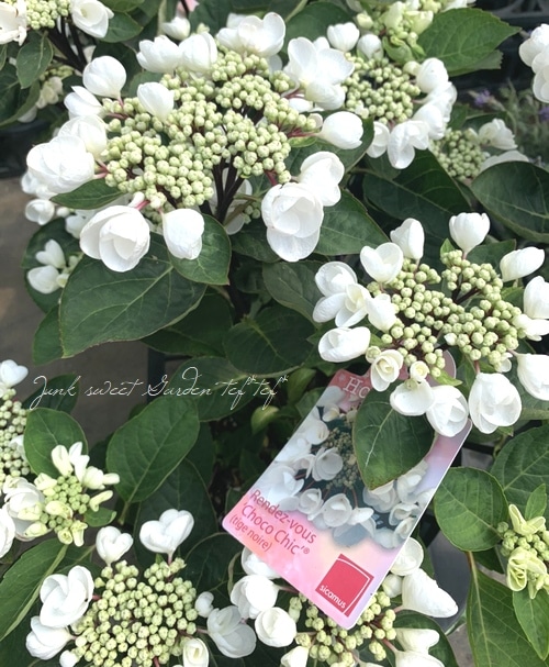 黒軸！紫陽花 『Choco Chic -チョコシック-』 | すべての商品