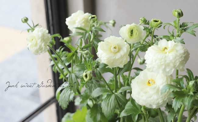 綾園芸さんのラナンキュラス ラックスシリーズ グレーシス すべての商品 Junk Sweet Garden Tef Tef