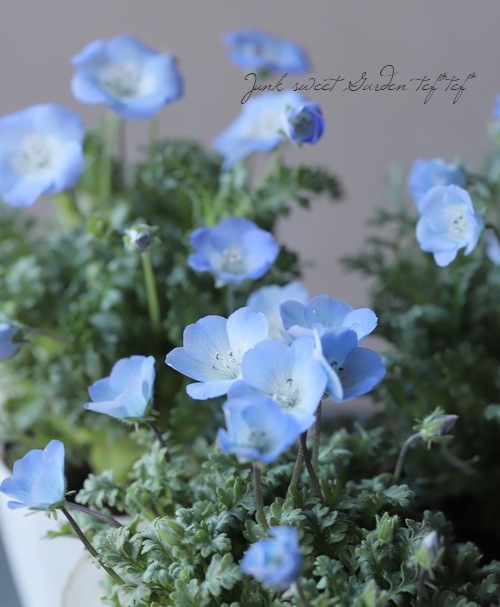 ネモフィラ インシグニスブルー すべての商品 Junk Sweet Garden Tef Tef