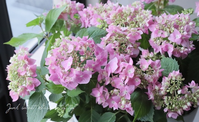 山紫陽花 『天使のエクボ』 ピンク | すべての商品 | | Junk sweet