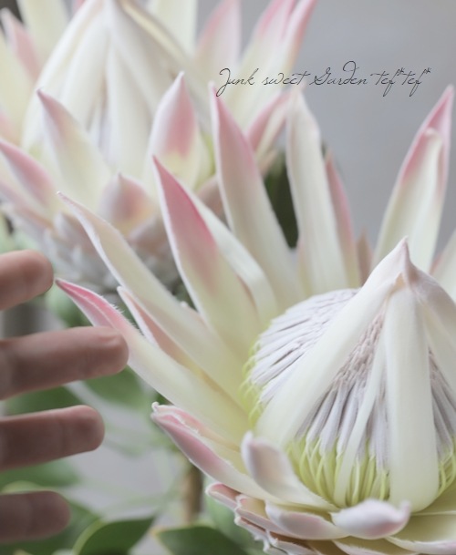 キングプロテア・シナロイデス 『キングピンク -King pink