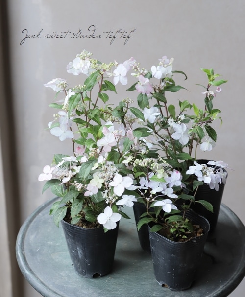 山紫陽花 『紅剣』 | すべての商品 | | Junk sweet Garden tef*tef*