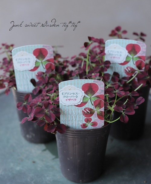 プリンセス クローバー イザベラ すべての商品 Junk Sweet Garden Tef Tef