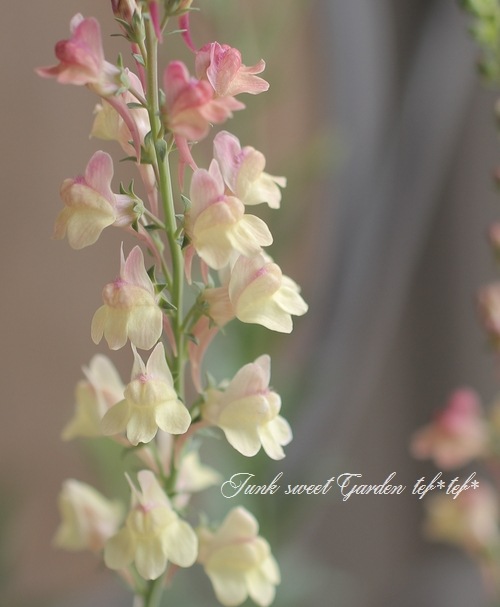 ɺʥꥢɱ𡡡إץꥳåȥ㡼ٿ