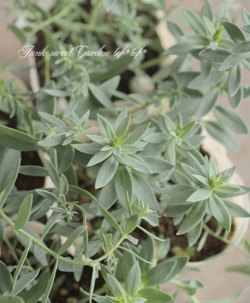 ɺʥꥢɱ𡡡إץꥳåȥ㡼ٿ