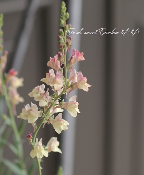 ɺʥꥢɱ𡡡إץꥳåȥ㡼ٿ