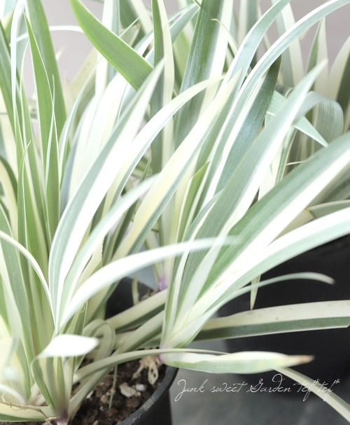 斑入り 『ホワイトシャガ』 | すべての商品 | | Junk sweet Garden tef