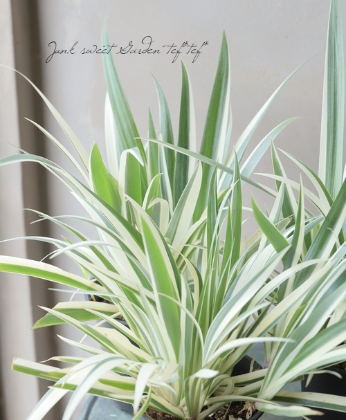 超希少❗️美白❗️ジャガランダ　斑入り✨ 斑入り 『ホワイトシャガ』 | すべての商品 | | Junk sweet Garden tef