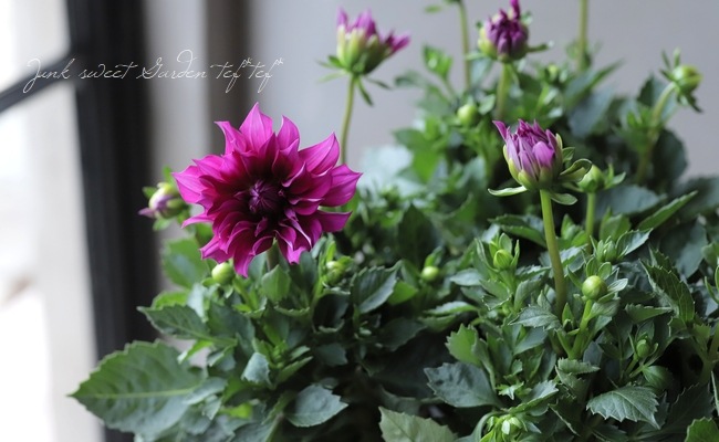 ダリア・マヤ 『ラクエル』 | すべての商品 | | Junk sweet Garden tef