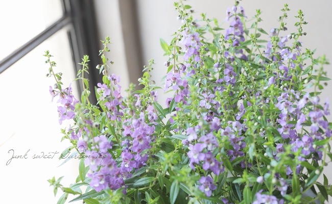 アンゲロニア セレナ ブルー すべての商品 Junk Sweet Garden Tef Tef