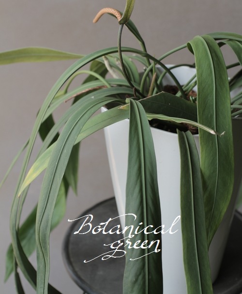 【観葉植物】　アンスリューム　『ビタルフォリアム』　『ビタリフォリアン』-Junk sweet Garden tef*tef*