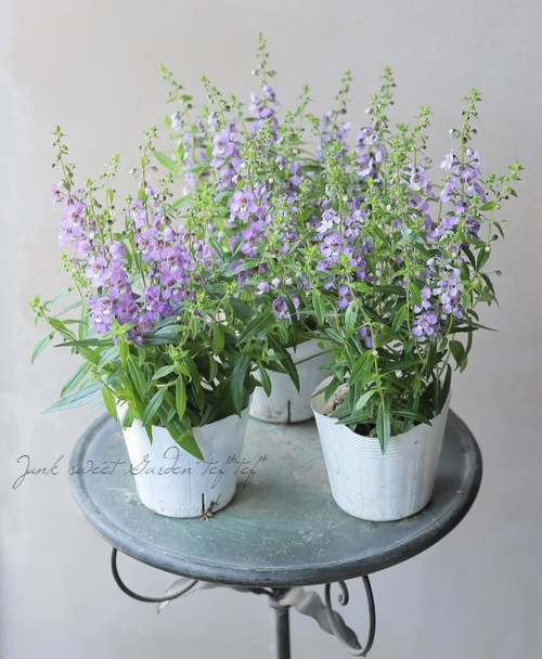 ���󥲥��˥����إ���ʡ� �֥롼