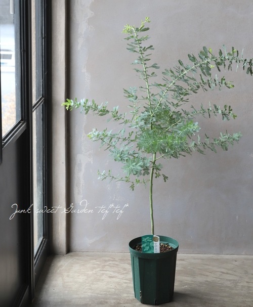 ���ե�������  ��BAILEYANA -�Х�����-�� �ߥ⥶