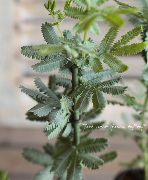 ���ե�������  ��BAILEYANA -�Х�����-�� �ߥ⥶