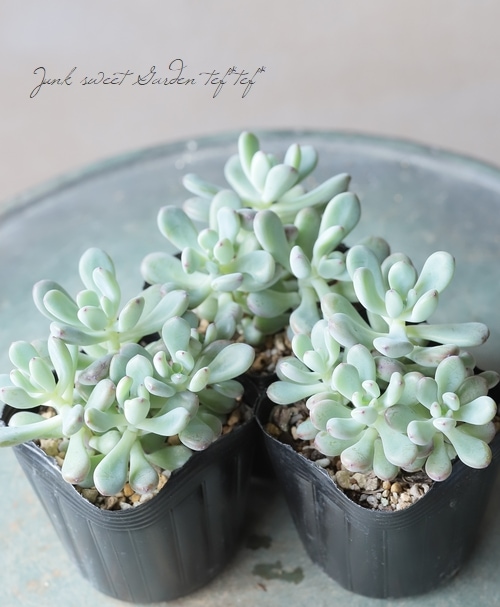 tomさま専用 安全靴 作業靴 ダイヤルタイプ｜マンダムDIAL EZ＃919【丸五公式