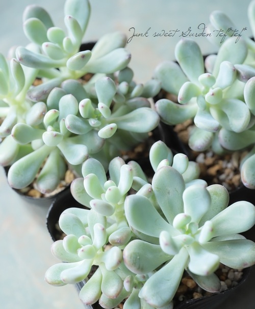 ��¿����ʪ�� �إ��ߥå��ȥ� 2�١�������°��