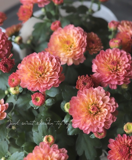 ガーデンマム ジジコーラル 花苗 Junk Sweet Garden Tef Tef ガーデンマム ジジコーラル 花苗 Junk Sweet Garden Tef Tef