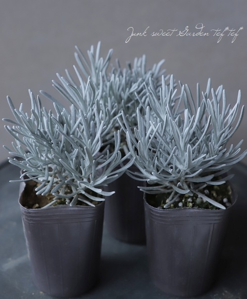 �إꥯ�ꥵ�ࡡ�إ���С����Ρ���