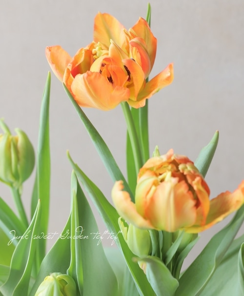 □冷蔵チューリップ 大人色！ 八重咲き『モンテオレンジ』 約5球入り