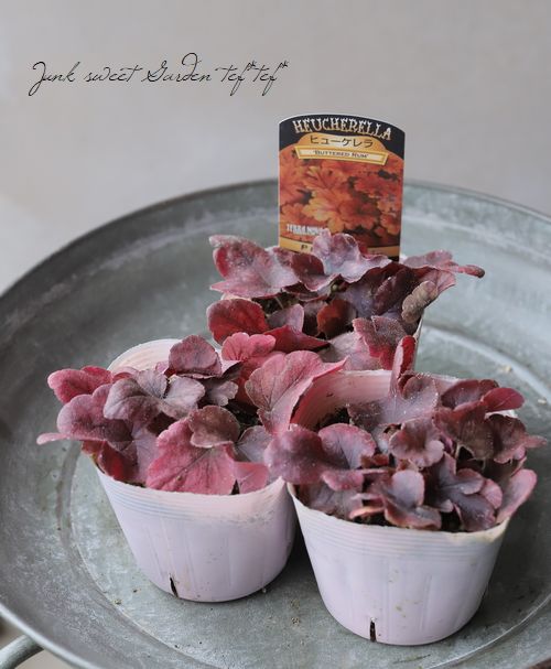 �ҥ塼�����  �إХ�������