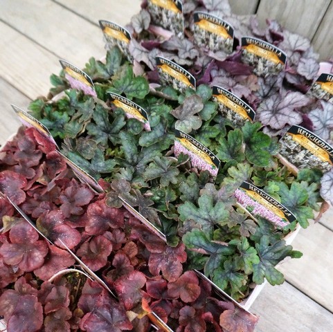 �ҥ塼�����  �إХ�������