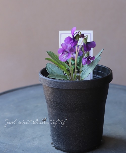 宿根スミレ 『ニシキスミレ』 | すべての商品 | | Junk sweet Garden