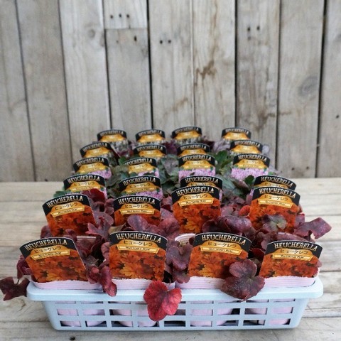 �ҥ塼�����  �إХ�������