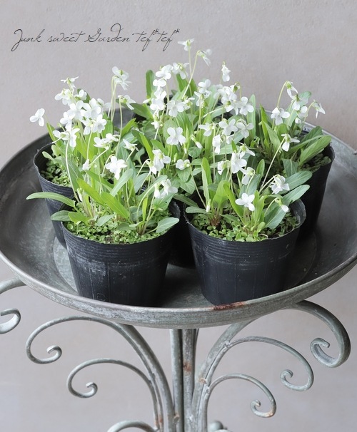 宿根スミレ 『白野路すみれ』 | すべての商品 | | Junk sweet Garden