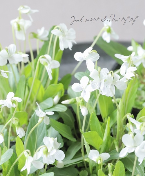 宿根スミレ 『白野路すみれ』 | すべての商品 | | Junk sweet Garden