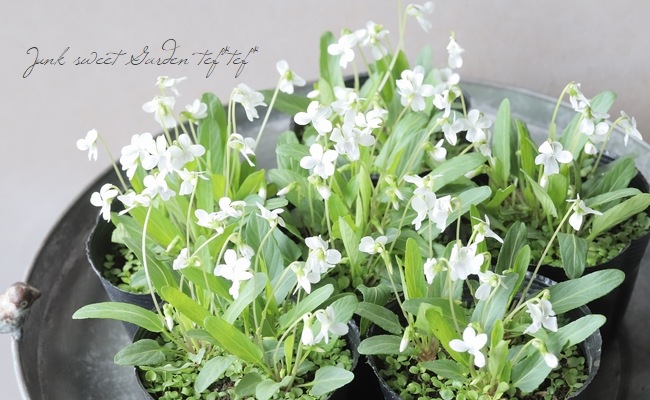 4_000000019211.jpg?1676982020