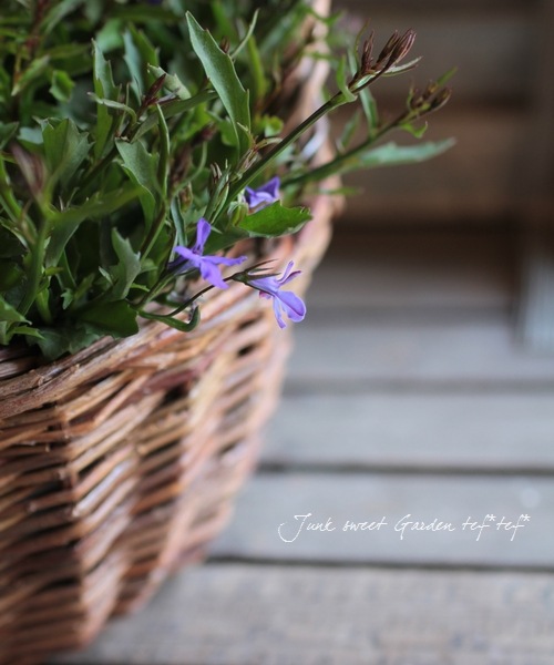 ロベリア・チャーム 『エンジェル・ダークブルー』 | すべての商品