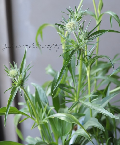 84円 22春夏新作 スカビオサ 花 苗 ディープブルー コーカシカ ファーマ マツムシソウ 1株