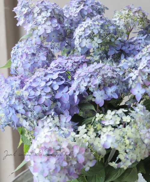 ڵȲҤ ۲֡ŷ-ޥƥܥ-  ڥѡץ