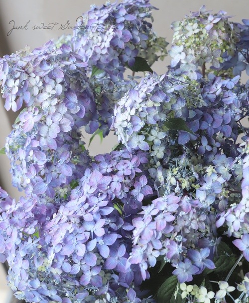 ڵȲҤ ۲֡ŷ-ޥƥܥ-  ڥѡץ