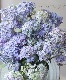 ڵȲҤ ۲֡ŷ-ޥƥܥ-  ڥѡץ
