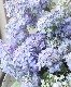 ڵȲҤ ۲֡ŷ-ޥƥܥ-  ڥѡץ