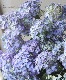 ڵȲҤ ۲֡ŷ-ޥƥܥ-  ڥѡץ