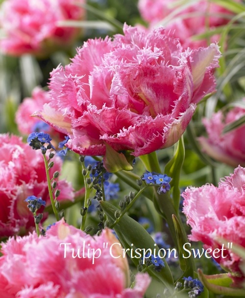 球根】 八重フリンジ咲きチューリップ 『クリスピオンスウィート
