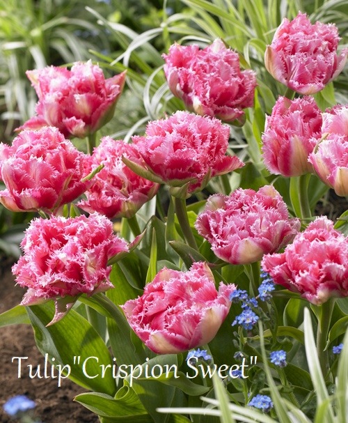 �ڵ庬�� Ȭ�ťե�󥸺餭���塼��åס��إ��ꥹ�ԥ��󥹥������ȡ� 