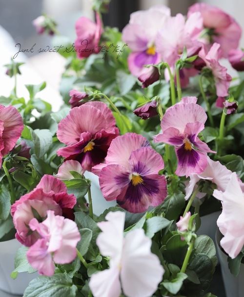 ���ѥ󥸡����ѥ������إԡ�����