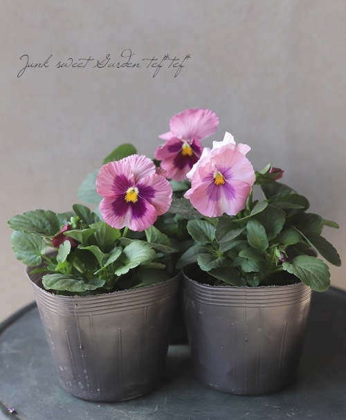 ���ѥ󥸡����ѥ������إԡ�����