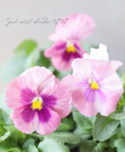 ���ѥ󥸡����ѥ������إԡ�����