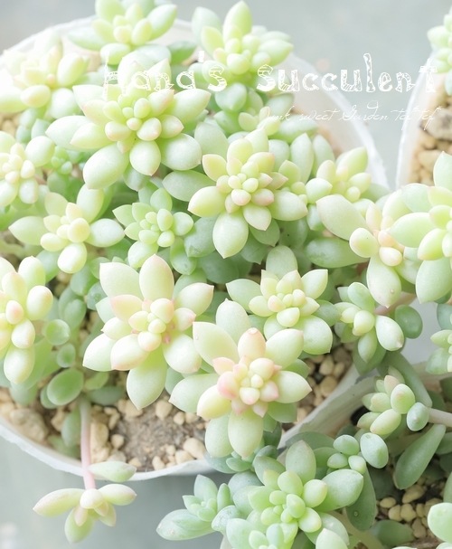 ¿ʪ  إԥ󥯥٥꡼ ڤϤʤ¿ۡ